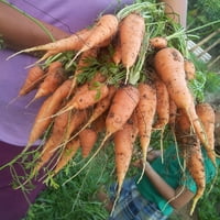 Моркови Органски Семиња